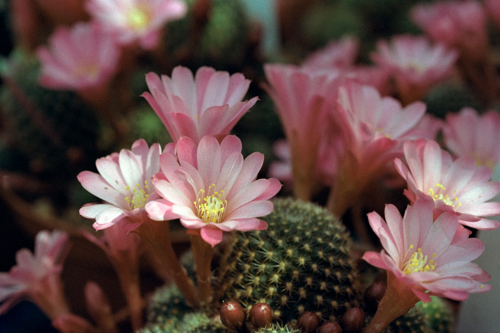 CACTUS SOBRIO E BRIOSO ANAGRAMMA