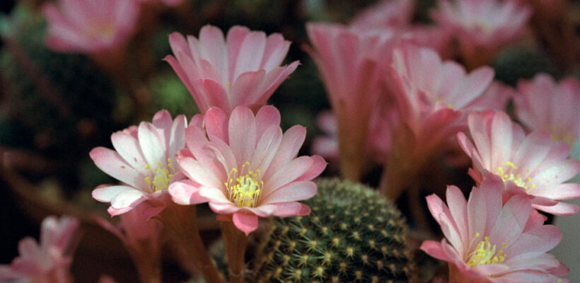 ANAGRAMMA ANTIGRAMMA OSSIMORO e AUGURI